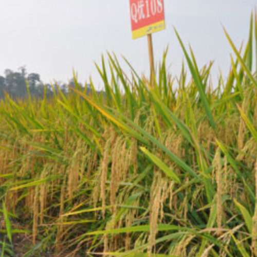 海南神農(nóng)種業(yè)科技股份有限公司.jpg 海南神農(nóng)種業(yè)科技股份有限公司.jpg